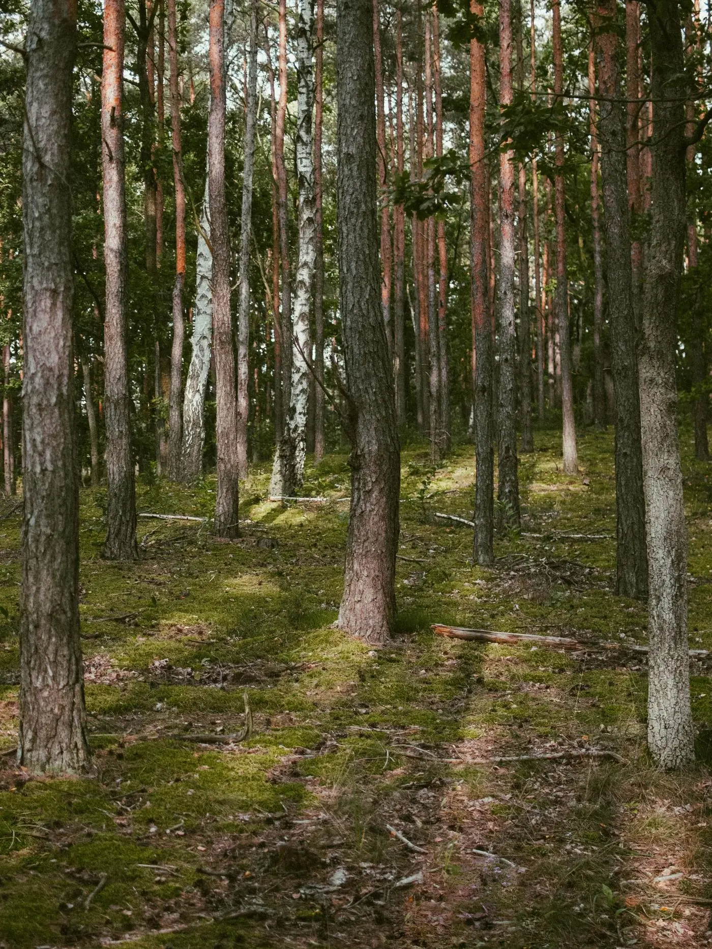Furuskog med mose på skogbunnen